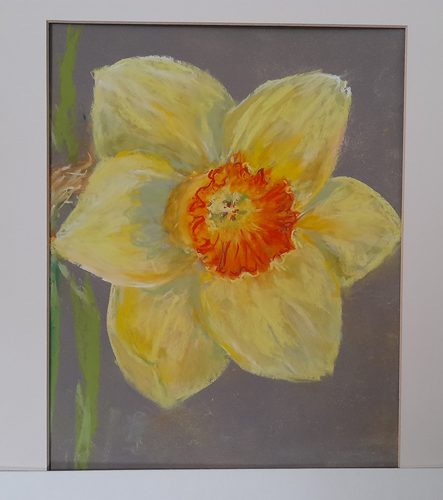Chrissy F, Daffodil, pastel.